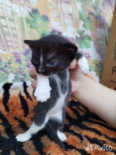 Котята в добрые руки бесплатно