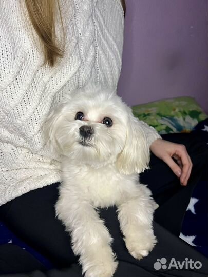 Передержка/Зооняня/Догситтер