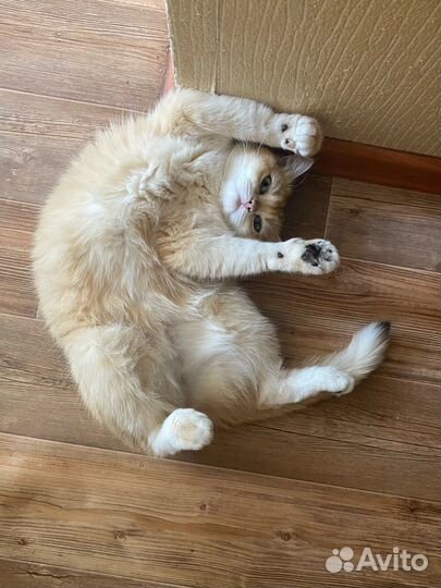 Британская золотая шиншилла ny12