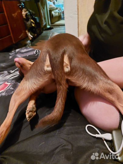 Русский той-терьер вязка