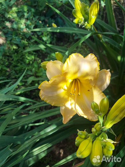 Лилейники сортовые