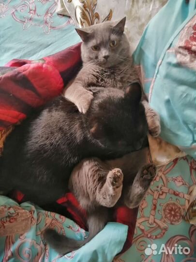 Домашняя атмосфера для ваших любимцев