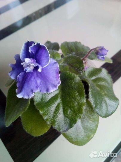 Детка фиалки