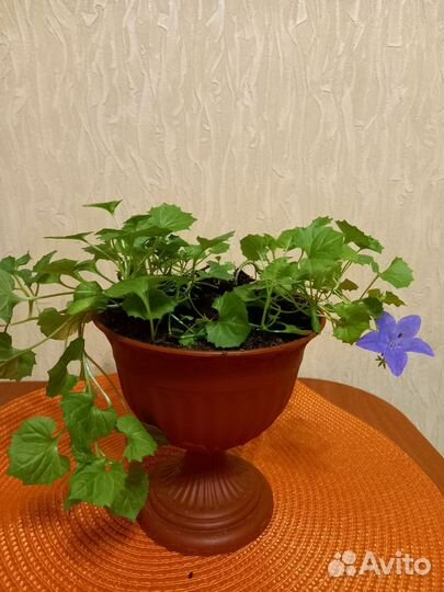 Кампанула Napoli