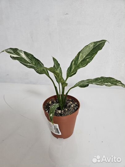 Спатифиллум джемени