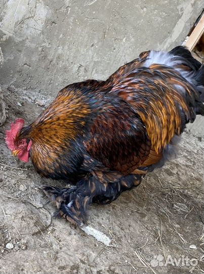 Куры кохины