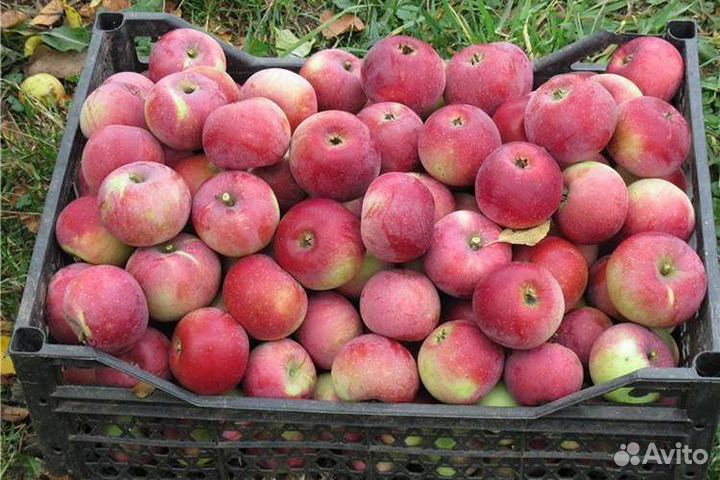 Яблоня Уэлси 3х-летка