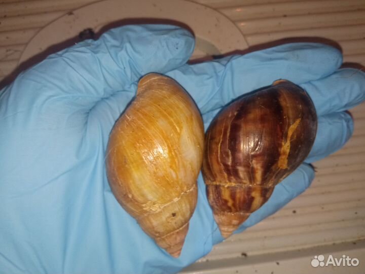 Ахатины Фулики, Ретикулята