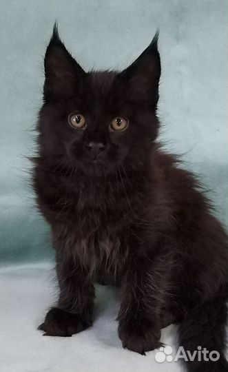 Кошечка мейн кун