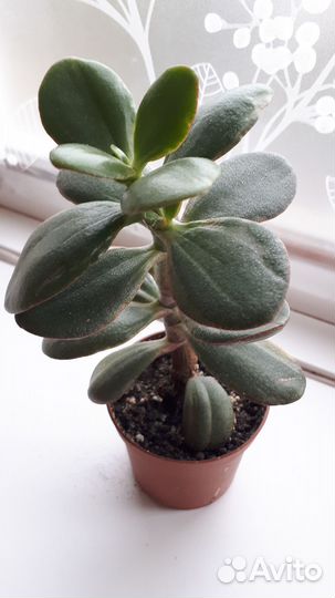 Отдам бесплатно суккуленты