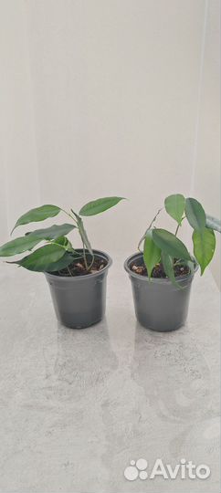 Фикус Бенджамина