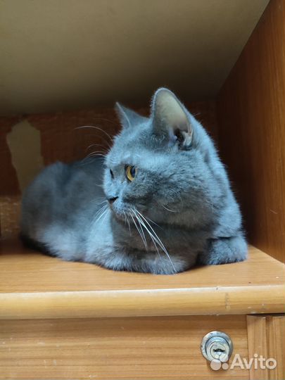 Очень грустная кошка ищет Дом