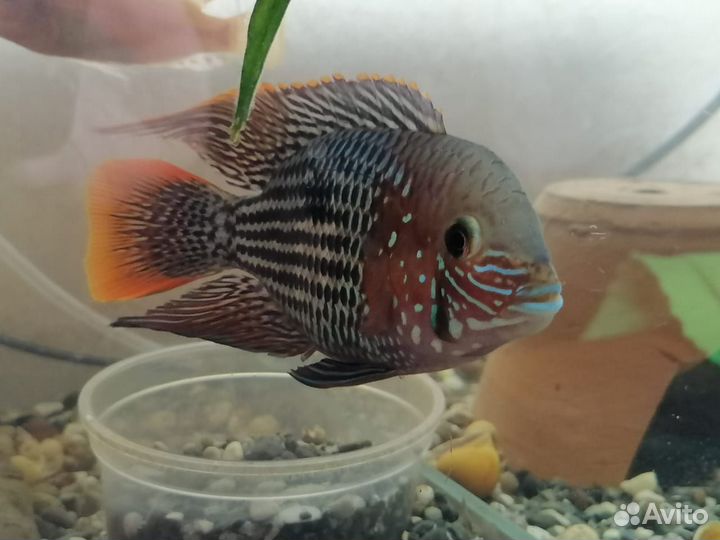 Акара бирюз,моллинезия, гуппи, хромис красавчик