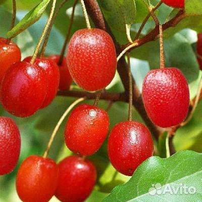 Гуми Лох Многоцветковый