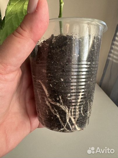 Гибискус,китайская роза. Красный махровый