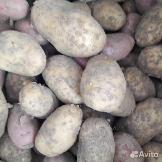 Продам картофель