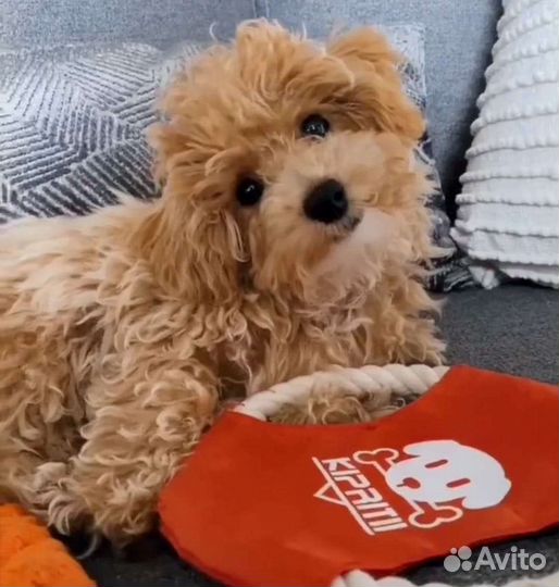 Девочки мальтипу Новогодние