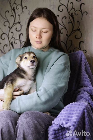 Собака в добрые руки щенок мальчик Филя