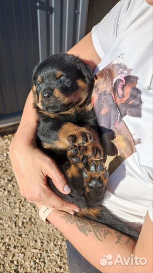 Щенки ротвейлера