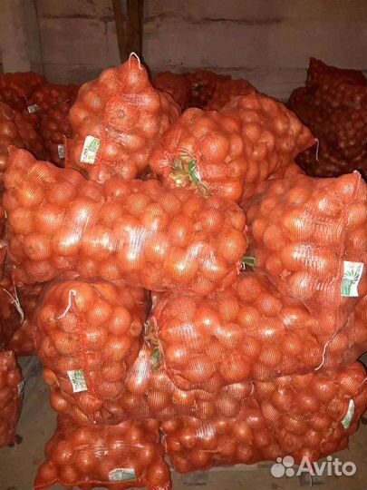 Лук на хранение оптом сорт Тореско