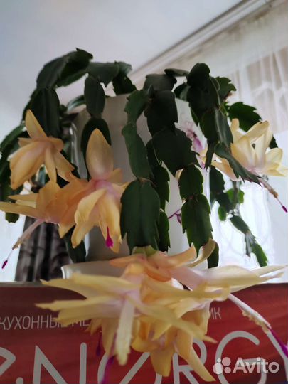 Декабрист шлюмбергера