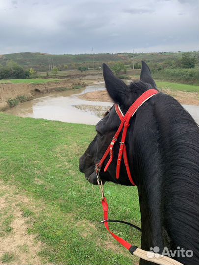 Конные прогулки и тренировки