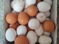 Домашние куриные яйца анапа