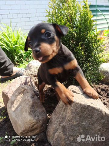 Щенки цвергпинчера