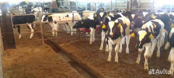 Бычки и телята