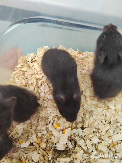 Сирийские хомячки