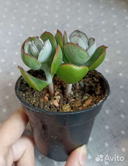 Суккуленты почтой часть 5 из 9