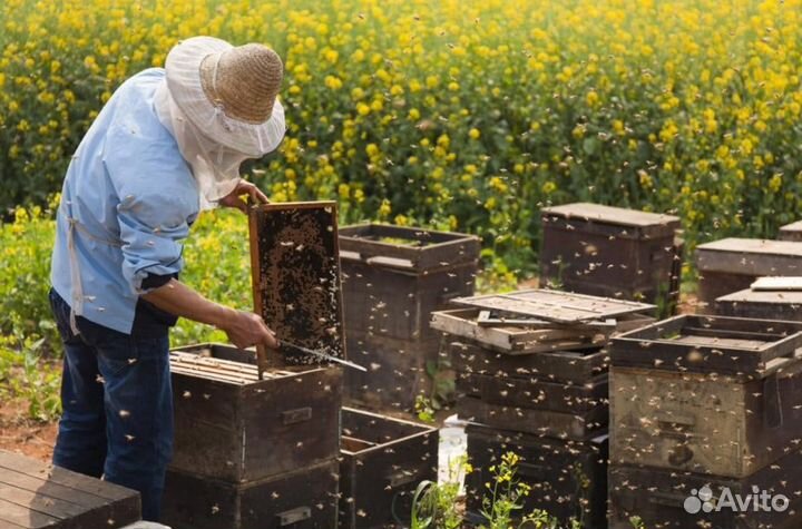 Мед натуральный алтайский опт