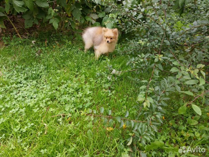 Померанский шпиц медвежьего типа