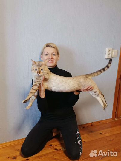 Бенгальский кот вязка/продажа