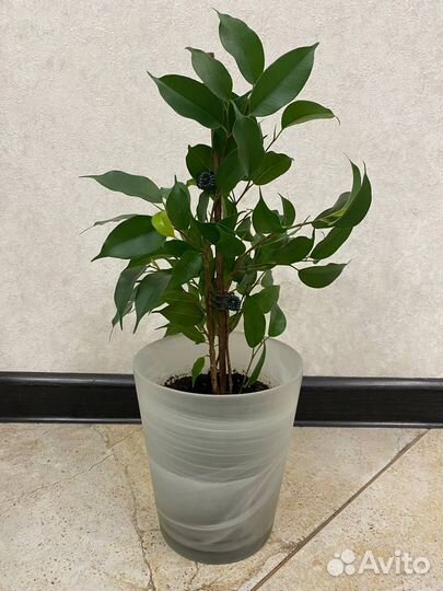 Фикус бенджамина