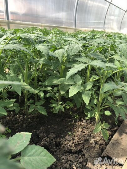 Рассада помидор и перцев