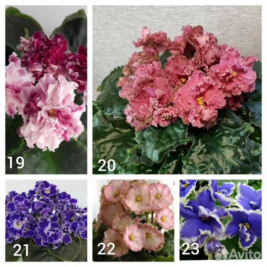 Фиалка лист укорен