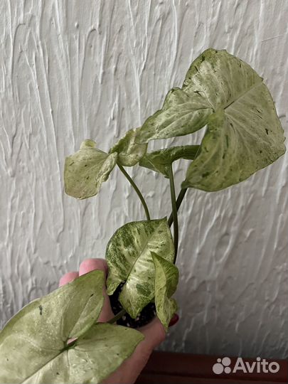 Сингониумы сортовые