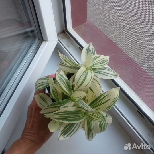 Традесканция белая