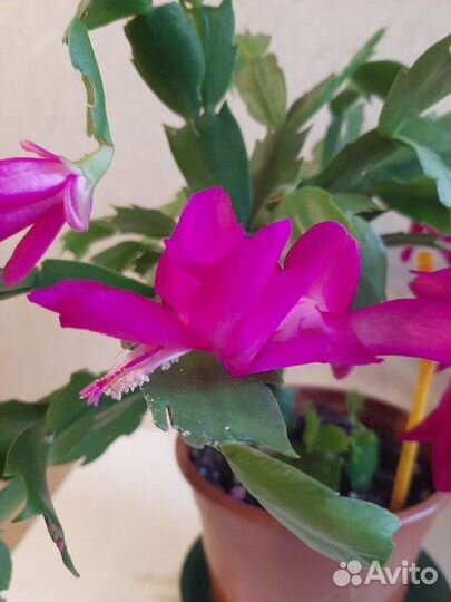 Шлюмбергера (декабрист),рипсалидопсис