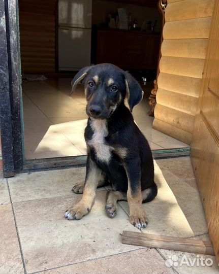 Щенки метисы овчарки в добрые руки