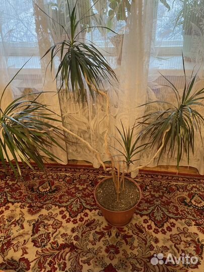 Комнатные цветы крупномеры