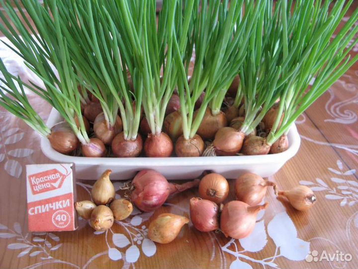 Лук шалот или семейный