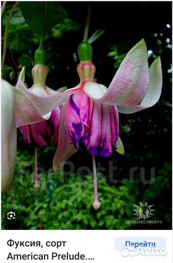 Комнатные цветы фуксия