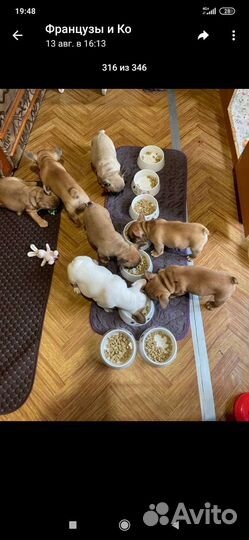 Французский бульдог