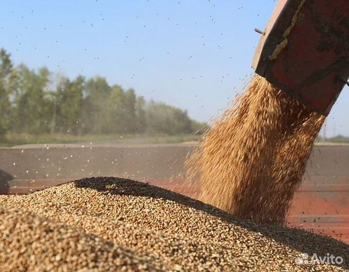 Зерно ячмень