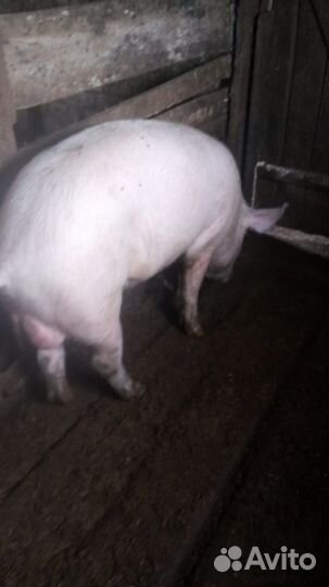 Свинья не кастрированнная
