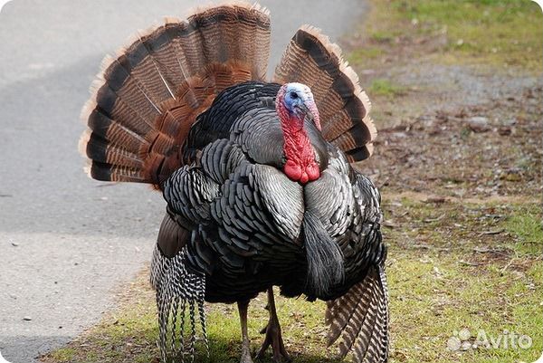 Комбикорм для индюков, индеек, уток, гусей