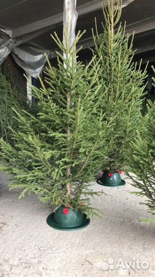 Ель живая,новогодняя елка опт.Живые елки