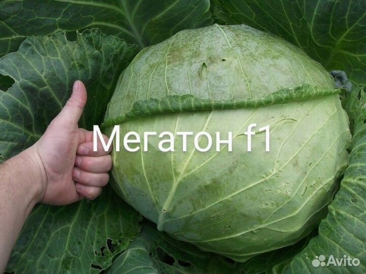 Семена капусты